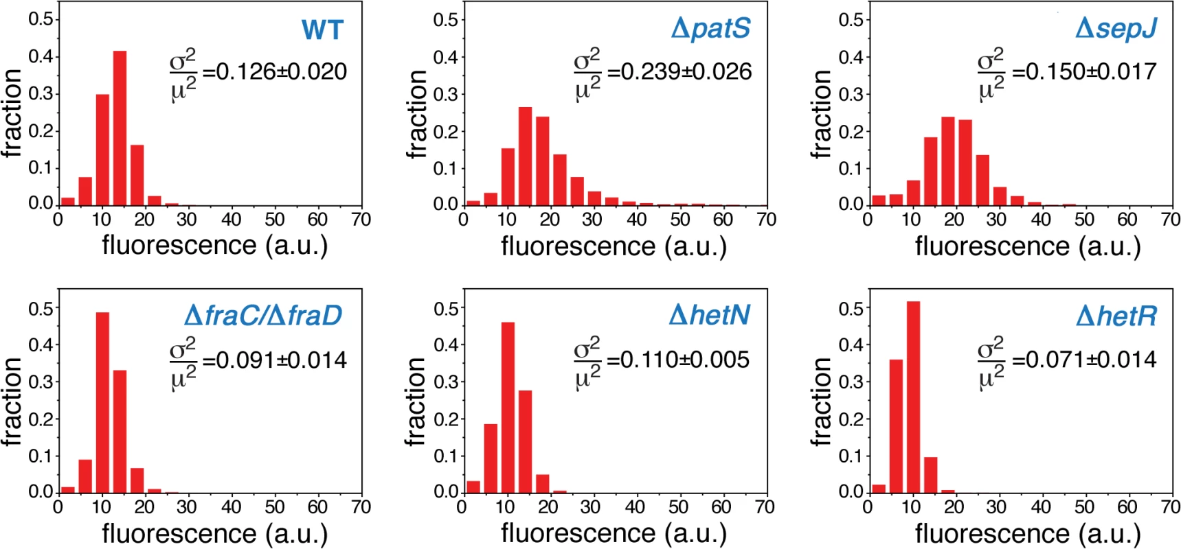 Expression of <i>hetR-gfp</i> along filaments under steady-state, nitrogen-rich conditions.