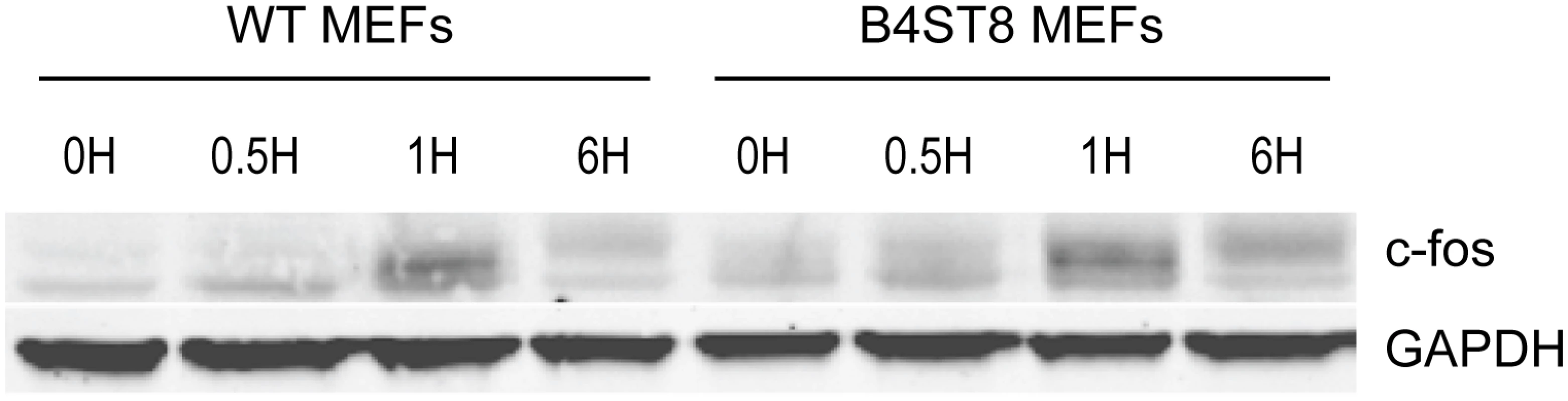 Induction of c-fos in wild-type and B4St8 KO MEFs.