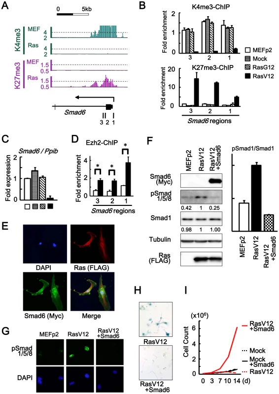<i>Smad6</i> repression in senescence.