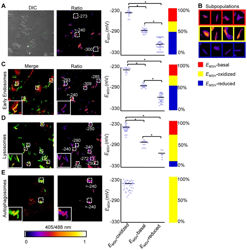 Sub-vacuolar compartments are the source of redox heterogeneity within <i>Mtb</i> population during infection.
