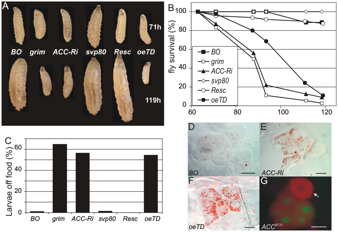 ACC disruption in the oenocytes.