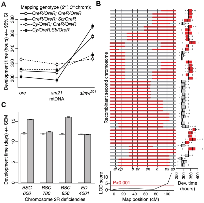 Genetic mapping implicates an interaction between the mt-tRNA<sup>Tyr</sup> and its nuclear-encoded mt-TyrRS.