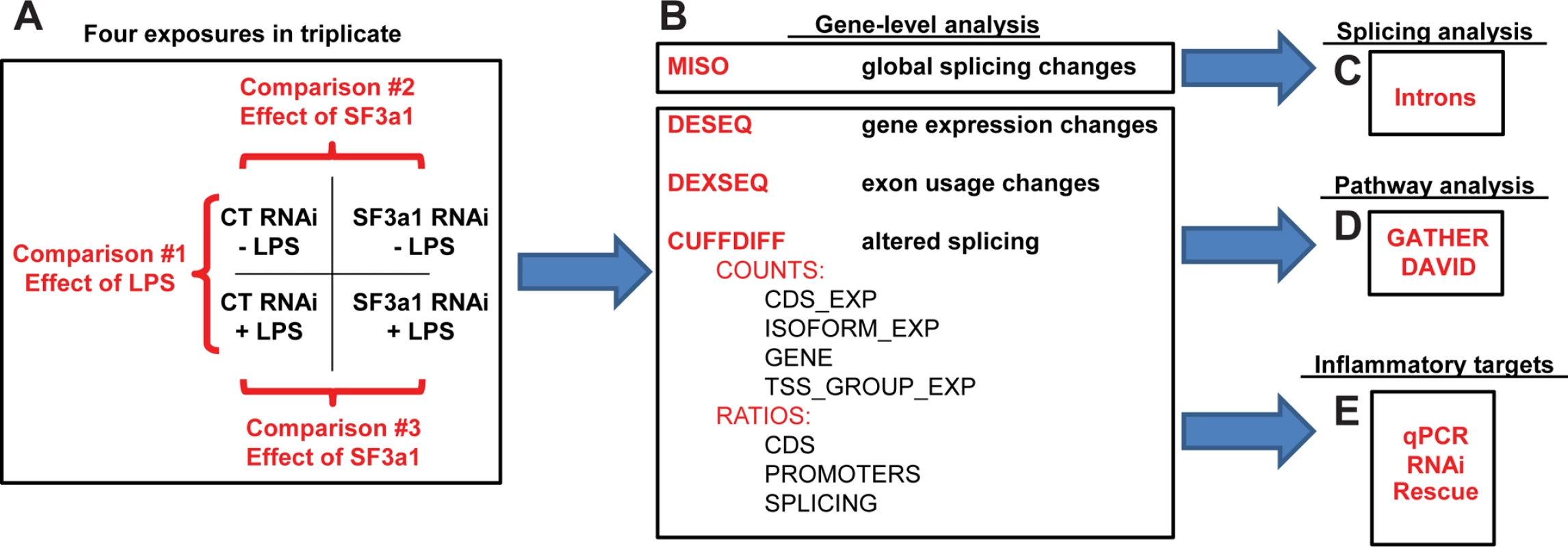 Plan to investigate the effect of SF3a1 inhibition.