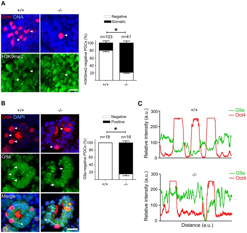 Majority of Mad2l2 deficient PGCs fail to downregulate H3K9me2.