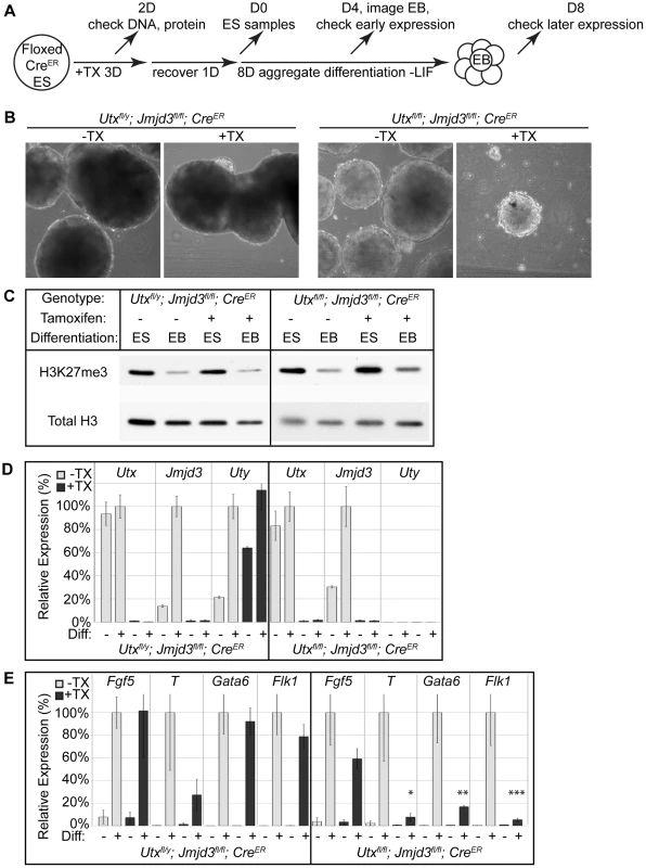 EB differentiation of male and female <i>Utx</i> and <i>Jmjd3</i> mutant ES cell lines.