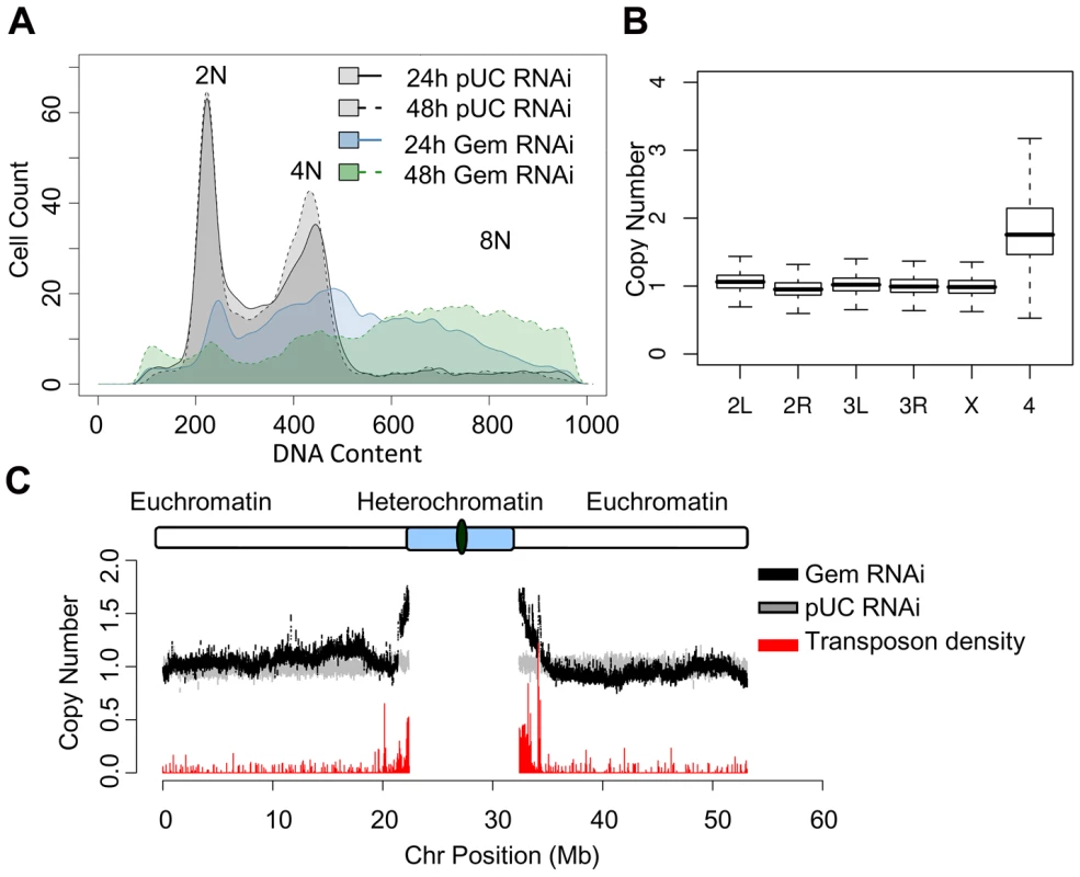 Geminin depletion results in increased ploidy.