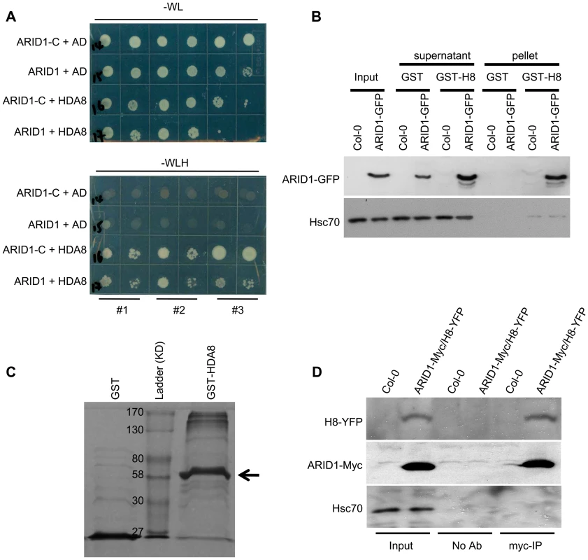 ARID1 physically associates with Histone Deacetylase 8 (HDA8).