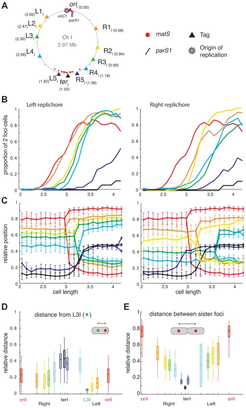Longitudinal organisation of <i>V. cholerae</i> chromosome I: Sequential duplication and segregation.