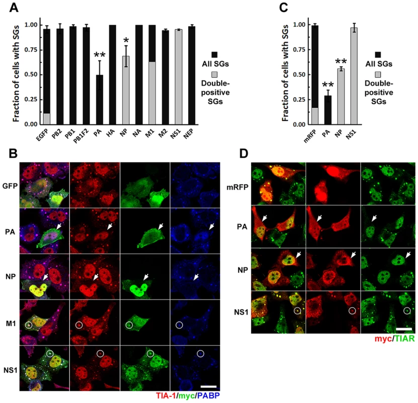 Ectopic expression of influenza A virus PA and NP ORFs inhibits SG formation induced by arsenite and pateamine A.