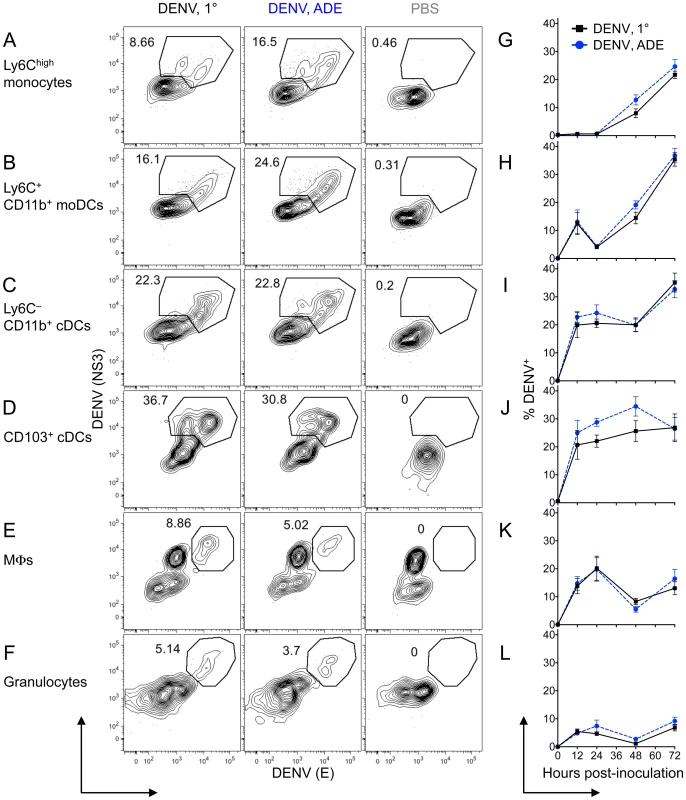 DENV infection of monocytes, DCs, and MΦs in the dermis.