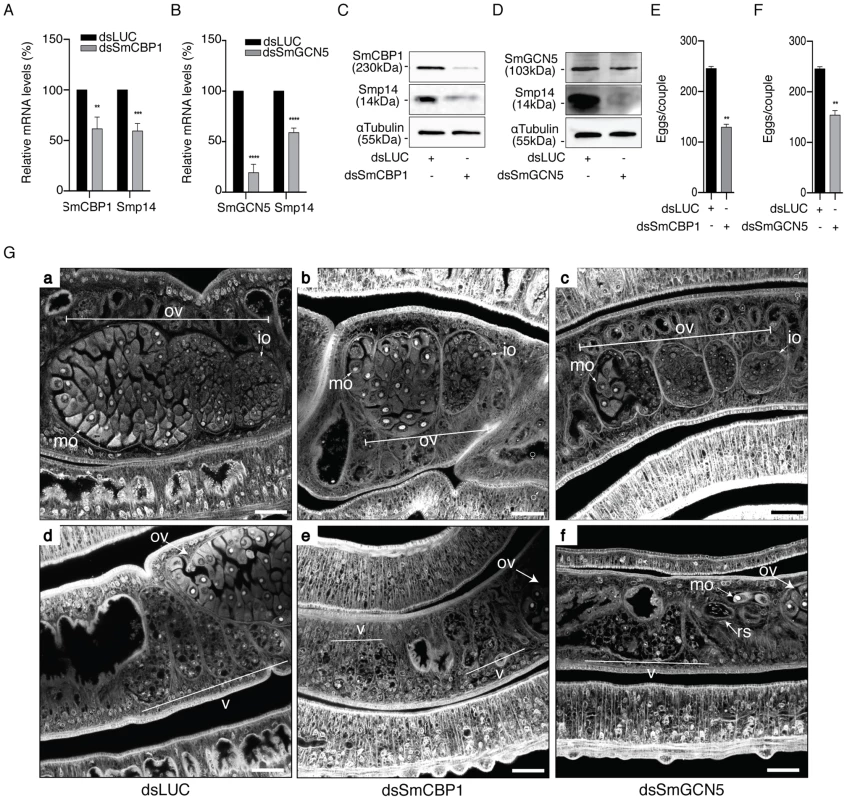 SmCBP1 and SmGCN5 play a key role in Smp14 expression and female sexual reproductive development.
