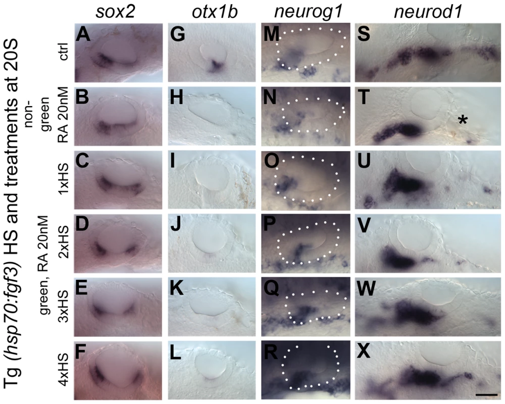 Elevated levels of FGF3 can counteract the effect of elevated RA signalling on sensory development.