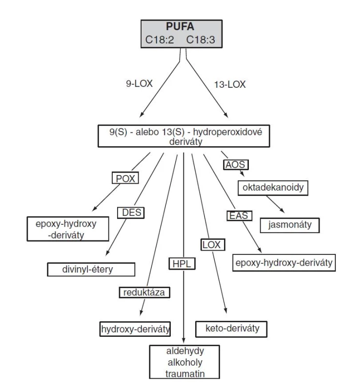 Lipoxygenázová (oktadekánová) cesta (PUFA – polynenasýtené mastné kyseliny, POX – peroxygenáza, DES – divinylétersyntáza, HPL – hydroperoxidlyáza, LOX – lipoxygenáza, EAS – epoxyalkoholsyntáza, AOS –  allenoxidsyntáza)