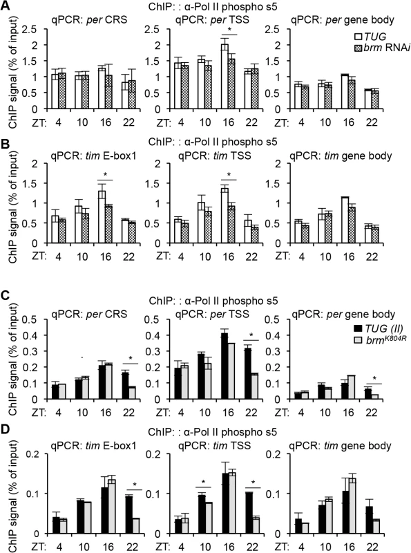 BRM-established chromatin landscape plays a role in regulating RNAPII dynamics.