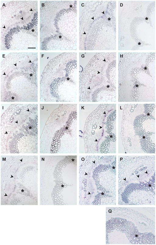 Transcript detection by RISH using antisense and sense probes.