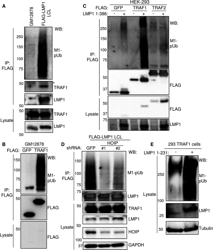 LMP1 and TRAF1 complexes are modified by M1-pUb chains.