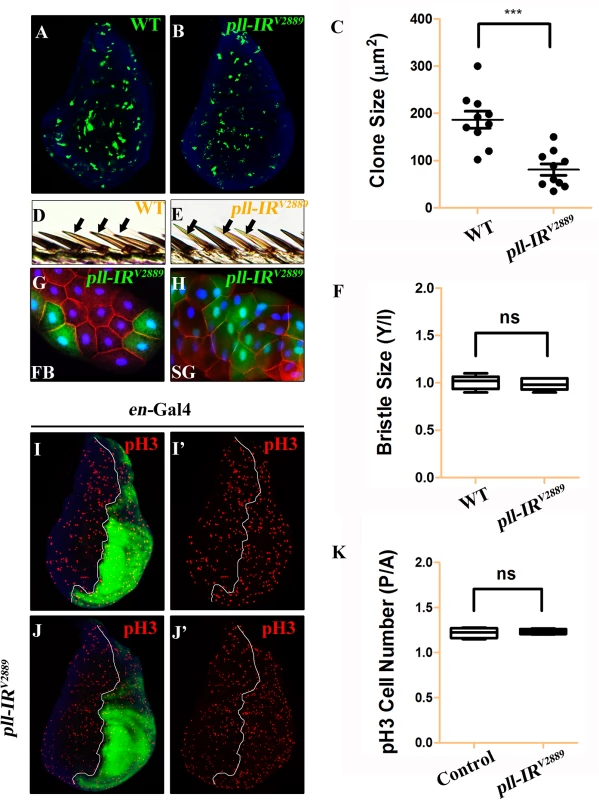 <i>pll</i> regulates cell number but not cell size in development.