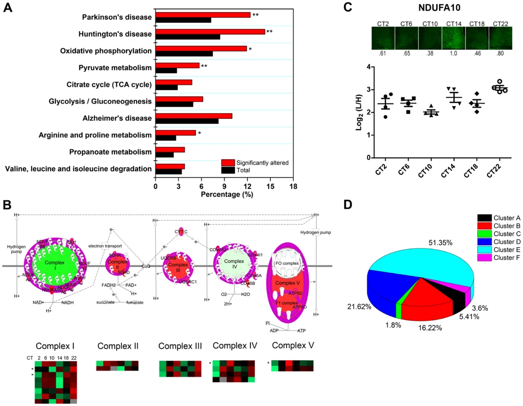 Mitochondrial oxidative phosphorylation represents a major axis of regulation within the SCN.