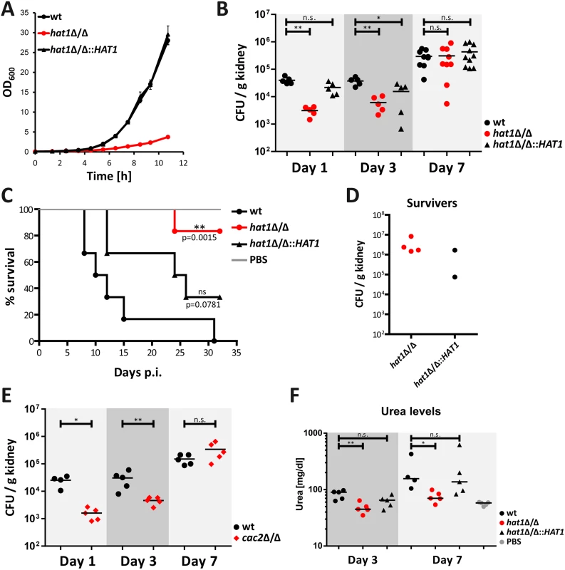 Cells lacking Hat1 show reduced virulence but persist in mouse kidneys.