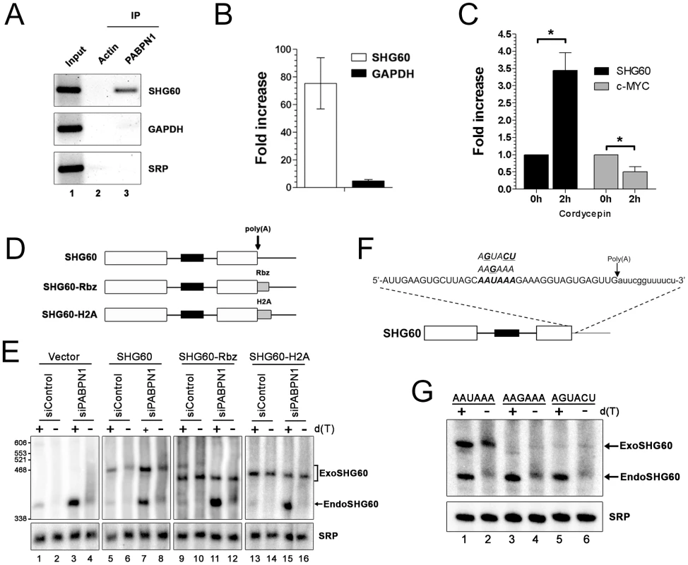 PABPN1–dependent RNA decay is polyadenylation-dependent.