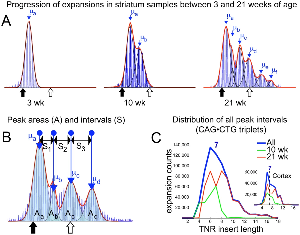 Periodic expansions in striatum and cortex.