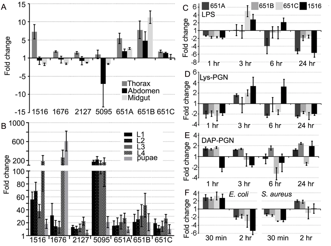 <i>An. gambiae</i> actins display tissue, developmental-specific, and immune-responsive expression.