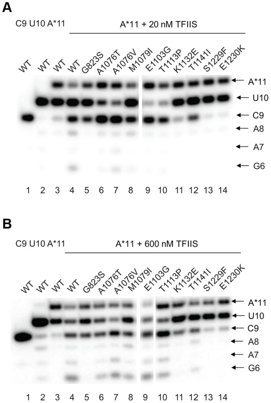 <i>rpb1</i> mutations decreasing transcription fidelity <i>in vivo</i> interfere with TFIIS-dependent error editing.