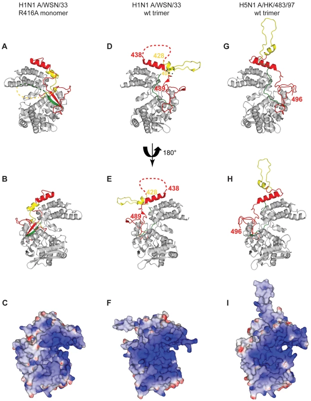 Comparison of the R416A monomer structure with the H1N1 and H5N1 wt trimer structures.