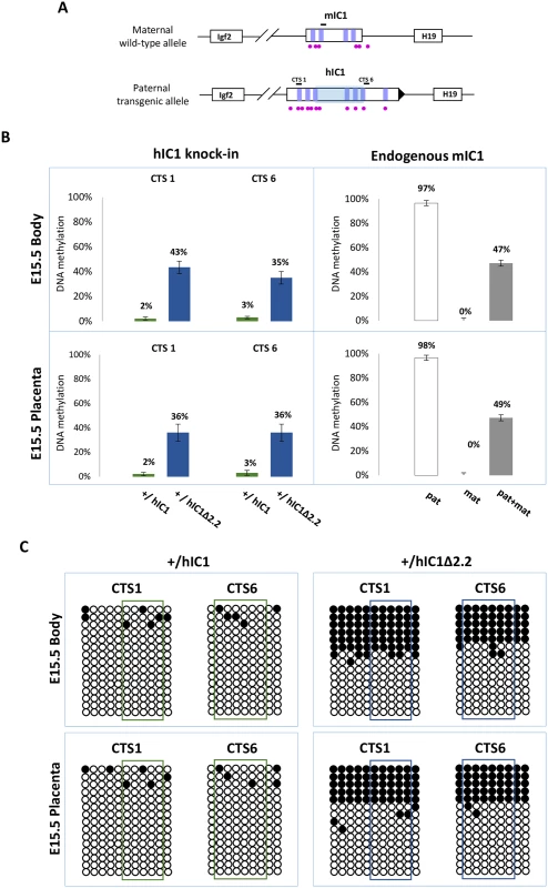 IC1 methylation in <i>H19</i><sup><i>+/hIC1</i>Δ<i>2</i>.<i>2</i></sup> and <i>H19</i><sup><i>+/hIC1</i></sup> mice at E15.5.