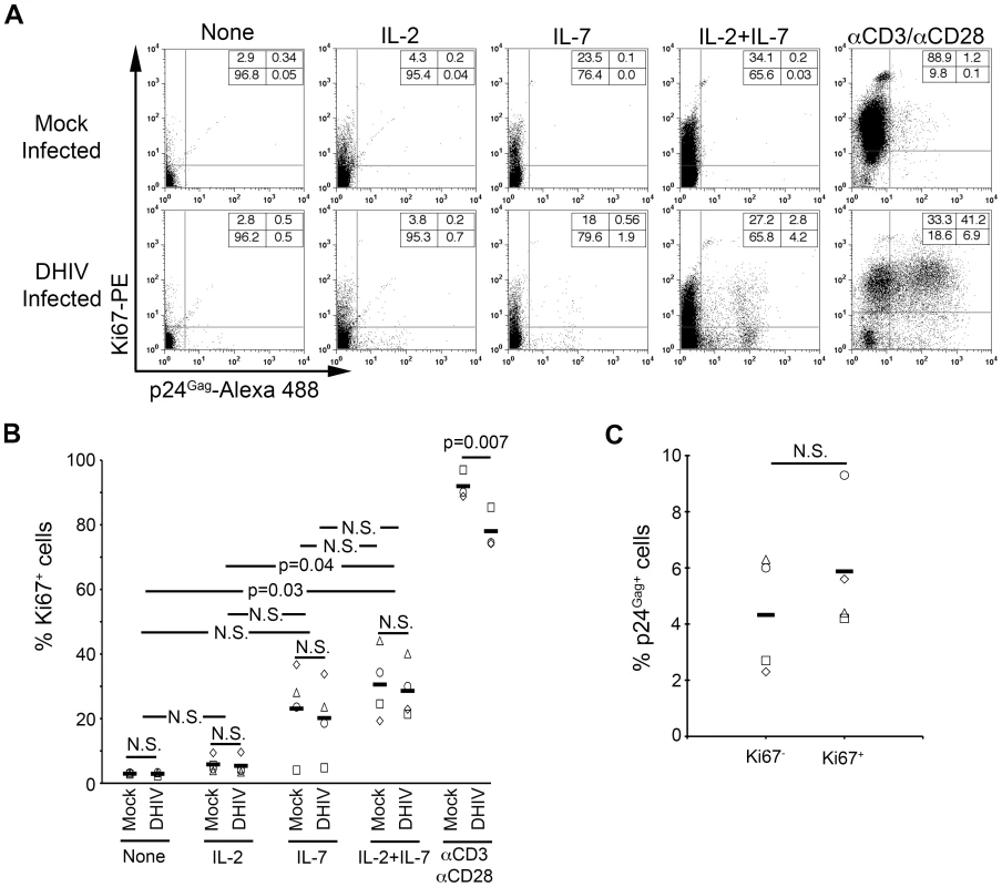 IL-7 induces cell cycle entry of cultured T<sub>CM</sub>.