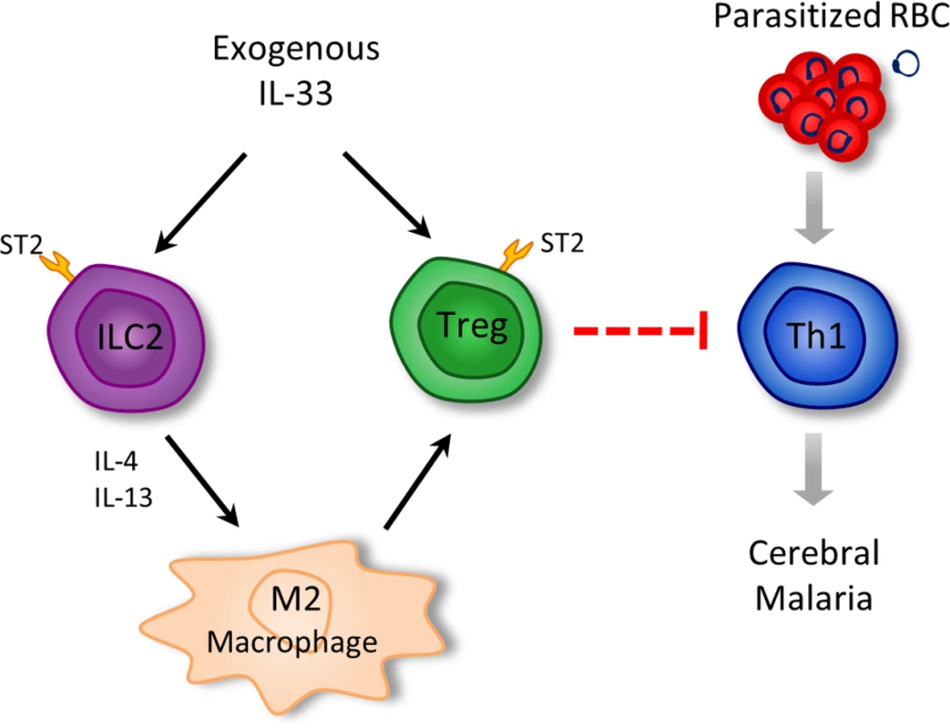 Schematic representation of the pathways by which IL-33 attenuates ECM.