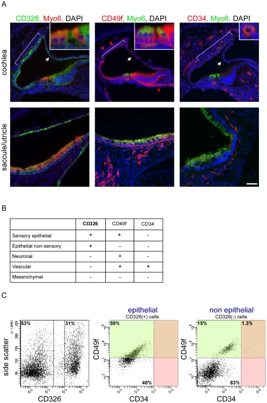 A novel cell type–specific protocol to sort the inner ear sensory organs.