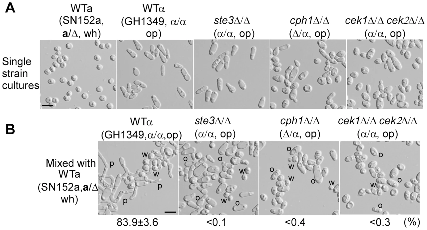 The a-pheromone response pathway (Ste3-MAPK-Cph1) of α opaque cells are required for a white cells (WTa, SN152a/Δ) to induce mating projection formation in α opaque cells.