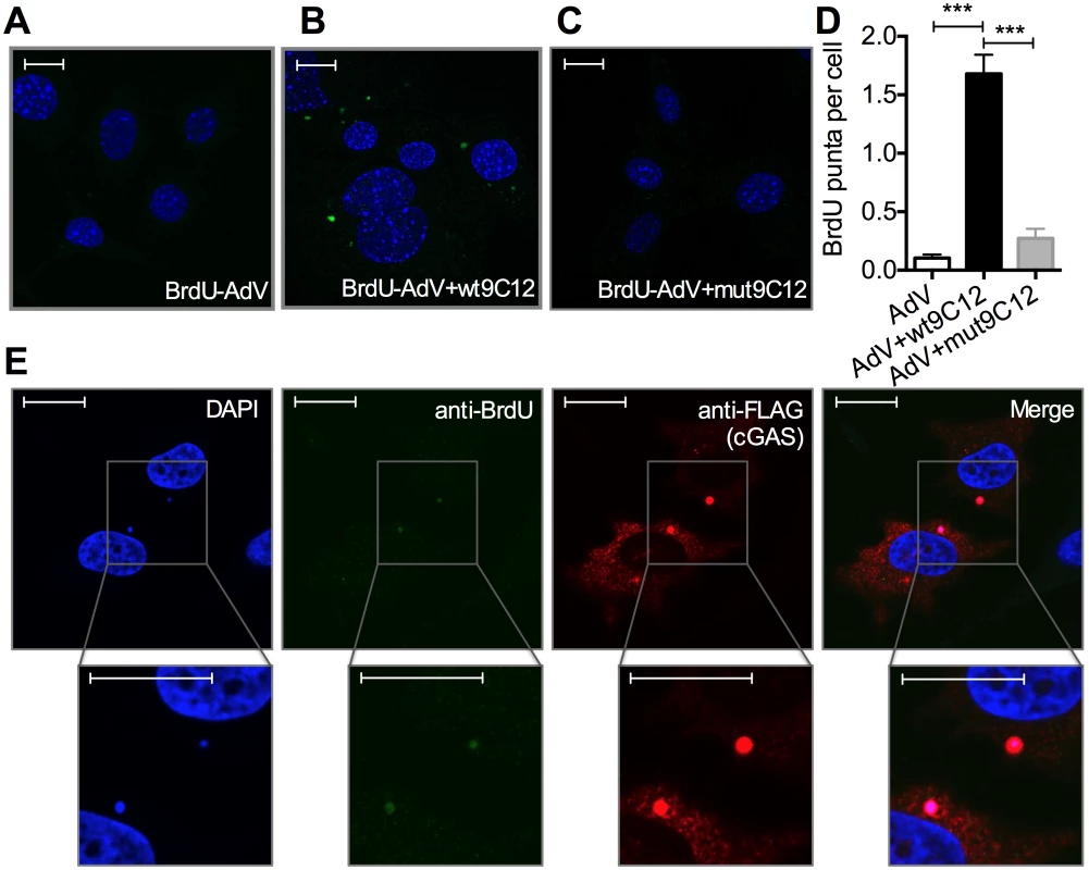 Antibody-opsonized virions have exposed genomes and colocalize with cGAS inside infected cells.