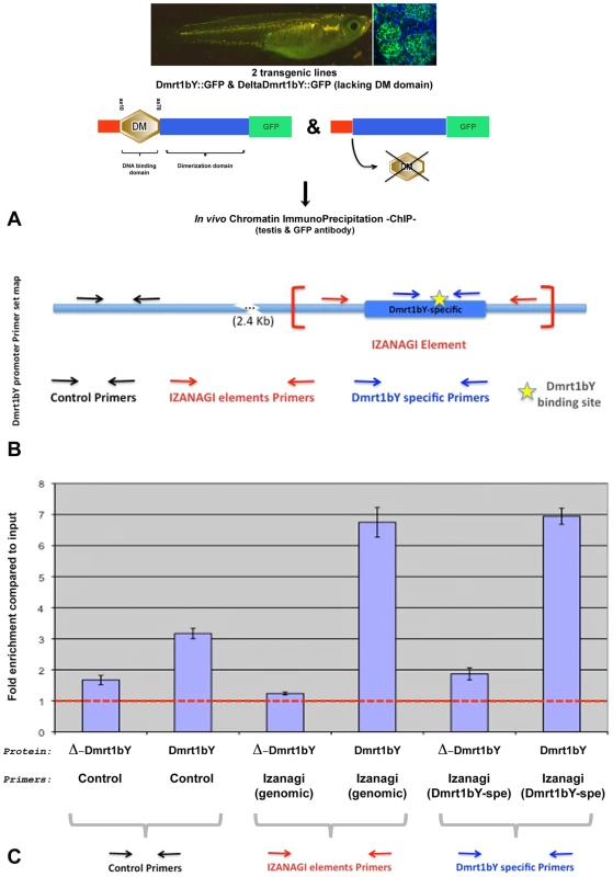 Tissue Chromatin immunoprecipitation (Tissue–ChIP) of Dmrt1bY binding to the <i>Izanagi</i> -nested Dmrt1 target site.