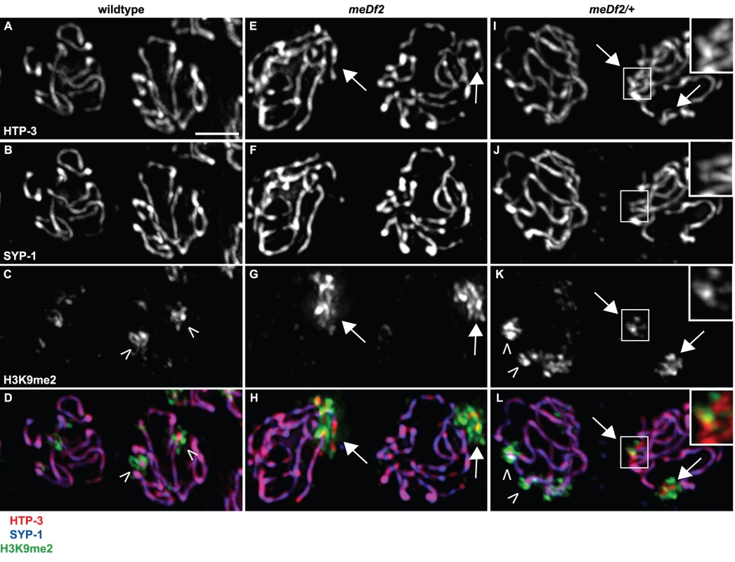 H3K9me2 is enriched on unsynapsed chromosomes when either the DNA damage checkpoint or the synapsis checkpoint is activated.