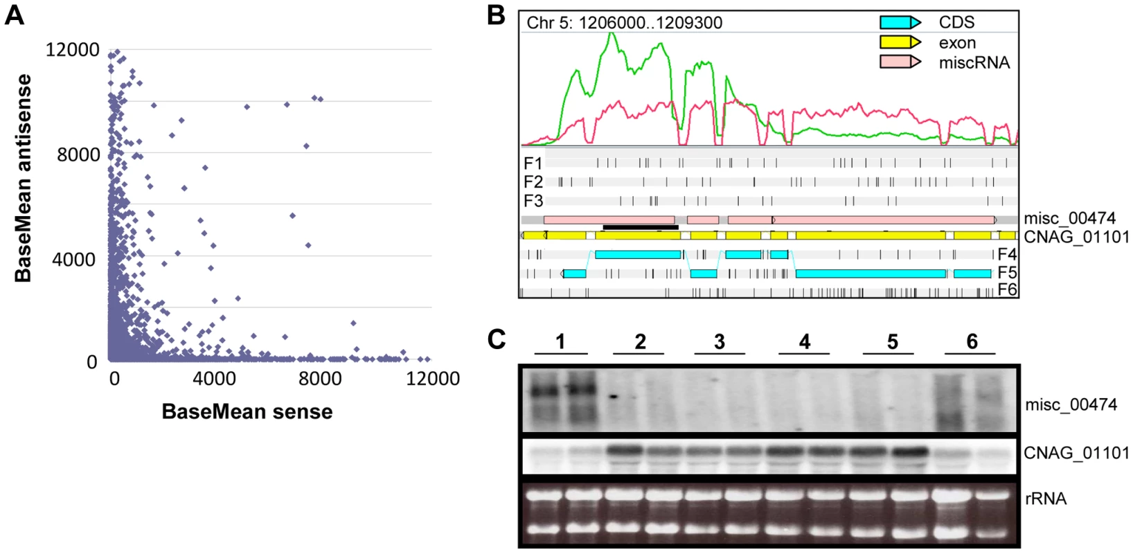 Antisense/sense transcription in <i>C. neoformans</i> var. <i>grubii</i>.