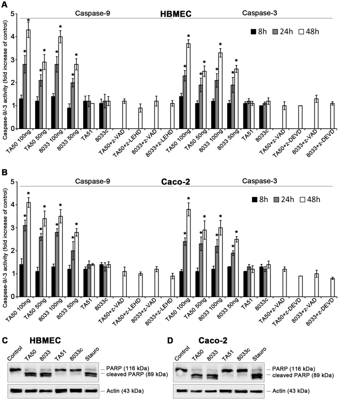 EHEC-Hly induces activation of caspase-9 and caspase-3 and PARP cleavage.