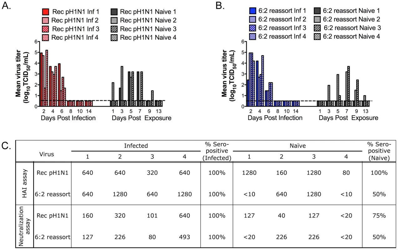 Eurasian-origin NA and M gene segments contribute to RD transmission of the pH1N1 virus.
