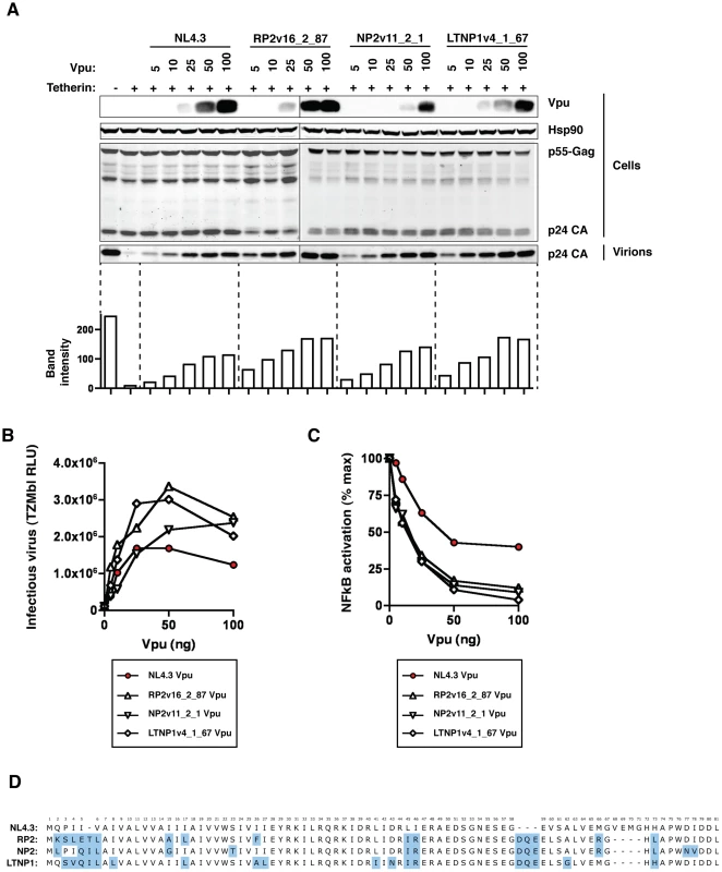 NL4.3 Vpu as a sub-optimal tetherin antagonist.