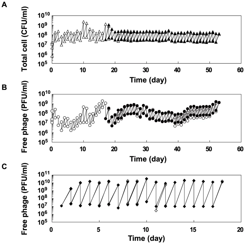 Population dynamics in the copropagation or Qβ propagation experiments.