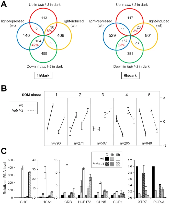 Gene expression patterns in darkness and in response to light are affected in etiolated <i>hub1-3</i> mutant seedlings.