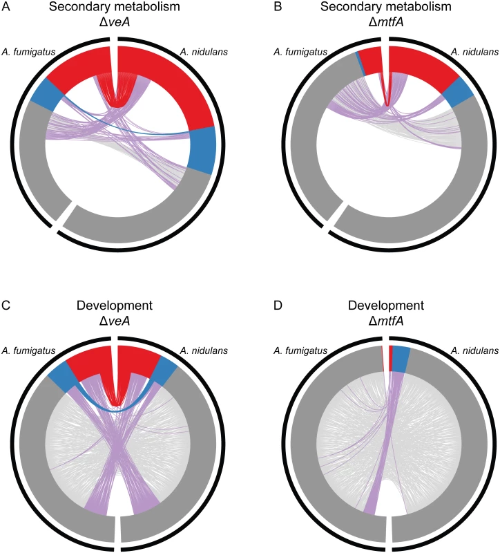 Orthology of SM and development genes differentially expressed in Δ<i>veA</i> and Δ<i>mtfA</i> relative to wild type in <i>A</i>. <i>fumigatus</i> and <i>A</i>. <i>nidulans</i>.