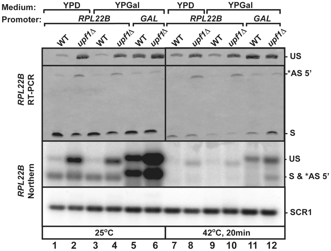 Replacement of <i>RPL22B</i> promoter by the GAL promoter results in a decrease in alternative 5′-splice site usage.