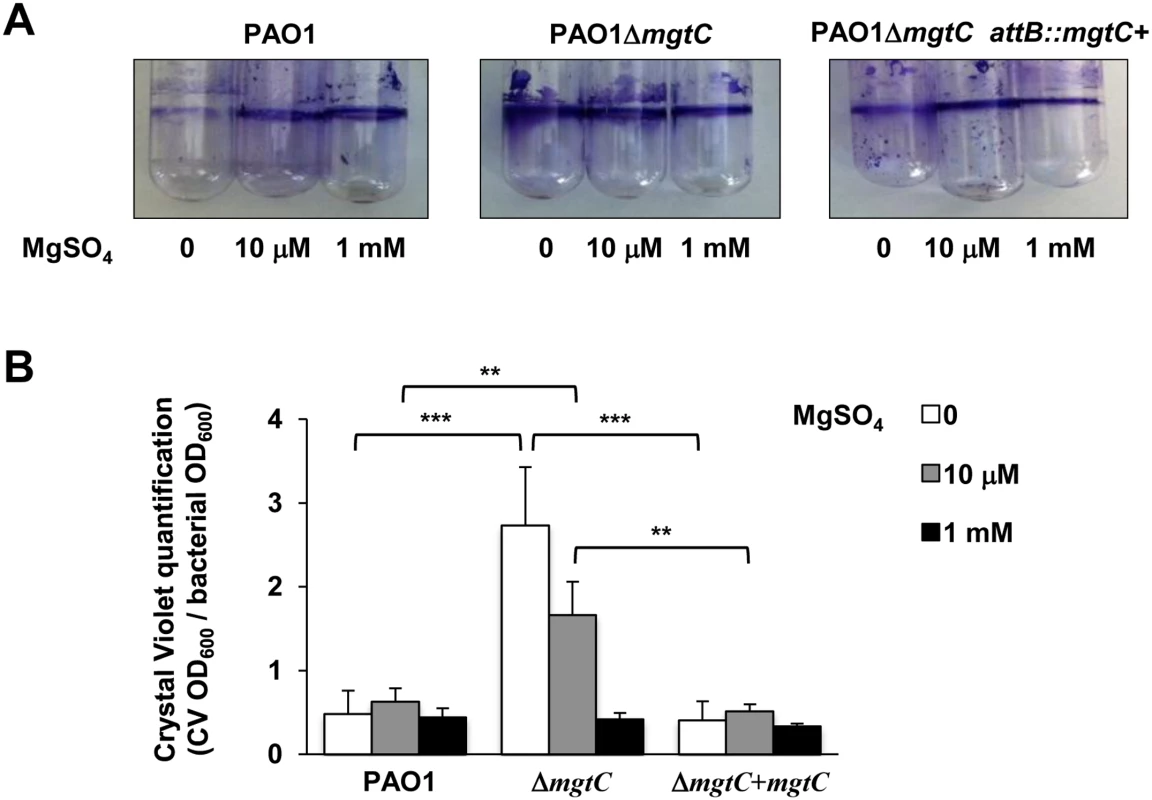 Quantification of bacterial adherence to glass tubes to infer the ability of strains to form biofilm.