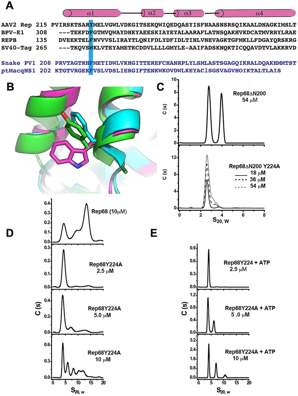 Residue Y224 is important for oligomerization.