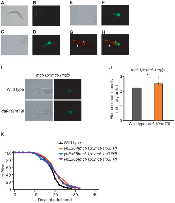 Overexpression of <i>mct-1</i> extends lifespan.