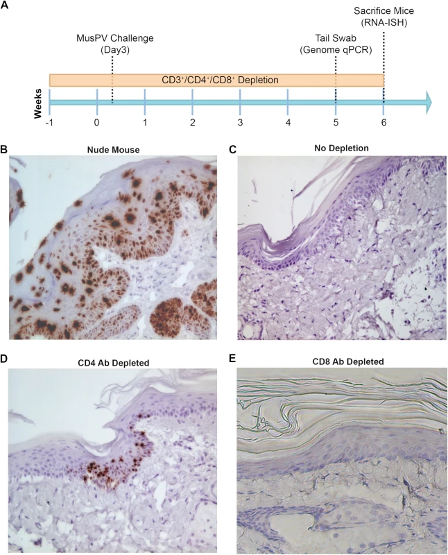 Detection of persistent infection of MusPV1 despite absence of papilloma.