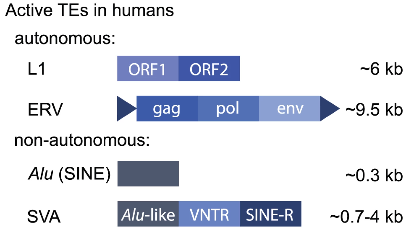 Active human retrotransposons.