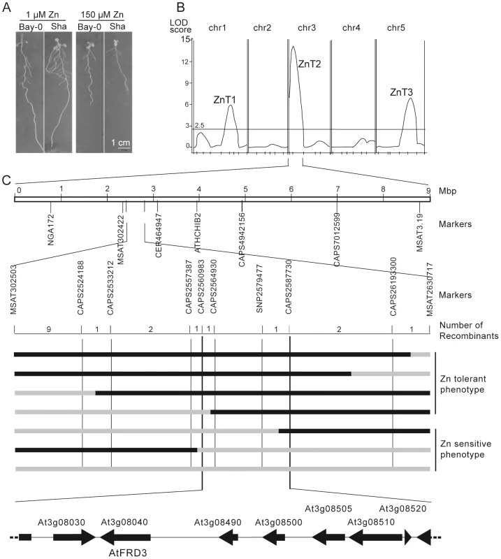 QTL and fine-mapping of the ZnT2 locus.